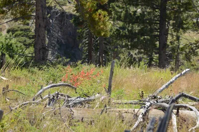 DSC_3786 (Large).JPG